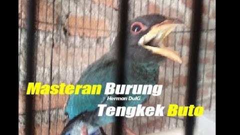 Ampuh Masteran Burung Tengkek Buto Gacor Untuk Love Bird