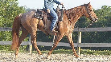 Kaceebar Red Berry***For info, price, etc., go to our website: ValleyViewRanch.net***