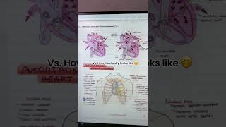 The Complete Nursing School Bundle 🤩 #shorts #nurseinthemaking #nursingbundle #nursingnotes