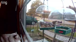 Ringvideo 20251115 115520