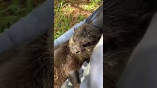 Otter Titi Appears To Help Release Sea Creatures
