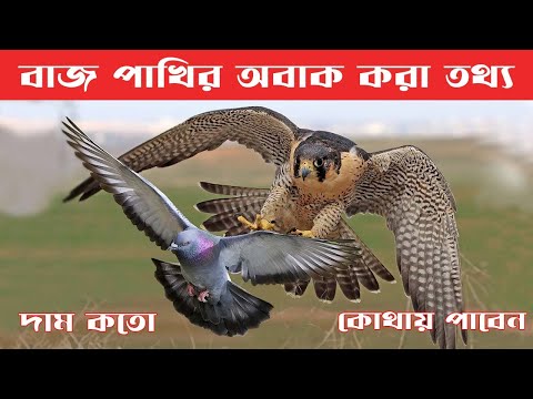 ভিডিও: পেরগ্রিন পাখি: বর্ণনা এবং ছবি