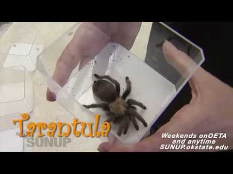 Deadly Spiders of Oklahoma (10/25/14)