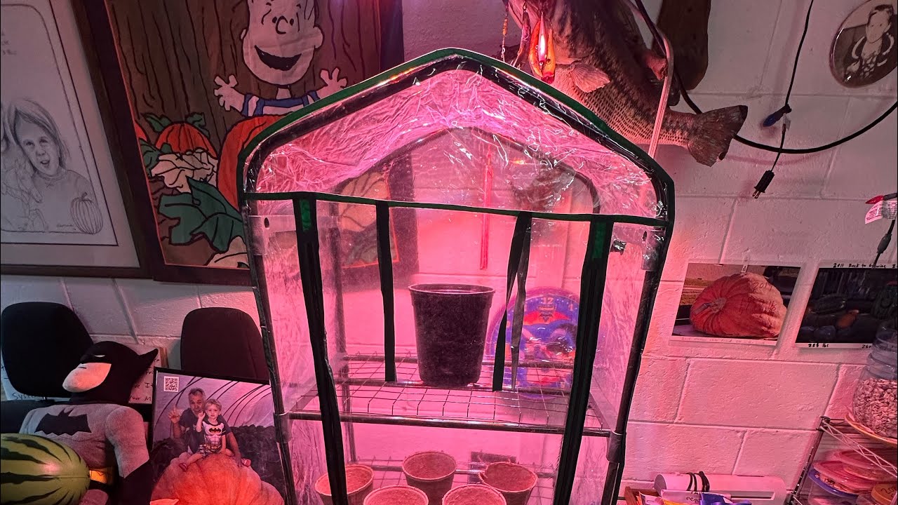 Мини-теплица или проращиватель семян: Бубба тестирует четырехъярусную систему Miracle-Gro.