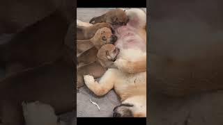 Meet Our Cute Family Dog ❤️ | Funny &amp; Sweet Moments #FamilyDog #CuteDog #DogLife #PetLovers