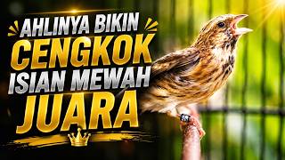 AHLINYA BIKIN CENGKOK MEWAH - MASTERAN BLACKTHROAT GACOR BUKA SAYAP UNTUK KENARI BAHAN LOMBA