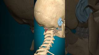 3D Rectus Capitis Posterior Major | Head Ipsilateral Rotation