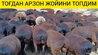 АРЗОН ЖОЙИНИ ТОПДИМ ХИСОРИ ТОҒЛАРИДАН 2800.000.КАМИ БОР