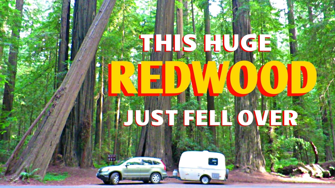 rv life youtube Founders Grove and Driving the Avenue of the Giants!