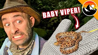 Are Baby Venomous Snakes Dangerous?!