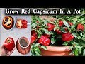 How to Grow Red Capsicum In A container ll How to Grow Red Bell pepper plant free of cost