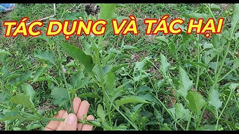 CÂY LU LU ( THÙ LÙ ĐỰC) - Công dụng của loại cây mọc dại khắp nơi ai cũng biết.