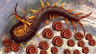 Wow. Oh giant centipede and red millipede. #giantcentipede #redmilliped #insectscambokh