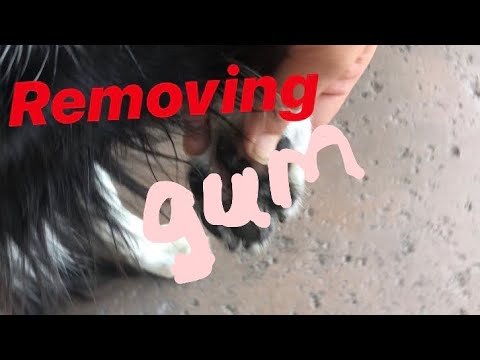 What to do when your dog get gum on their paw