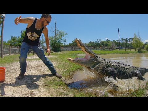 Alligator Bite Compilation