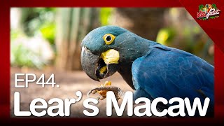 EP44.Lear's Macaw