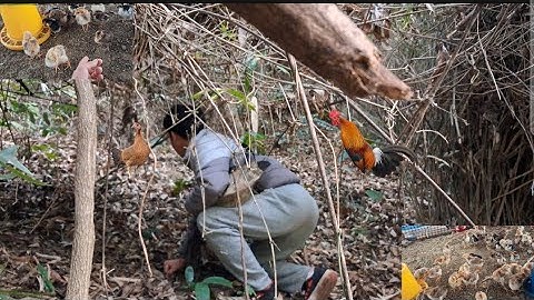 Đi bẫy gà rừng như tuần bị gà rừng đuổi chạy mất dép. Cuab qaib qus mag qaib qus caum kaus xwb