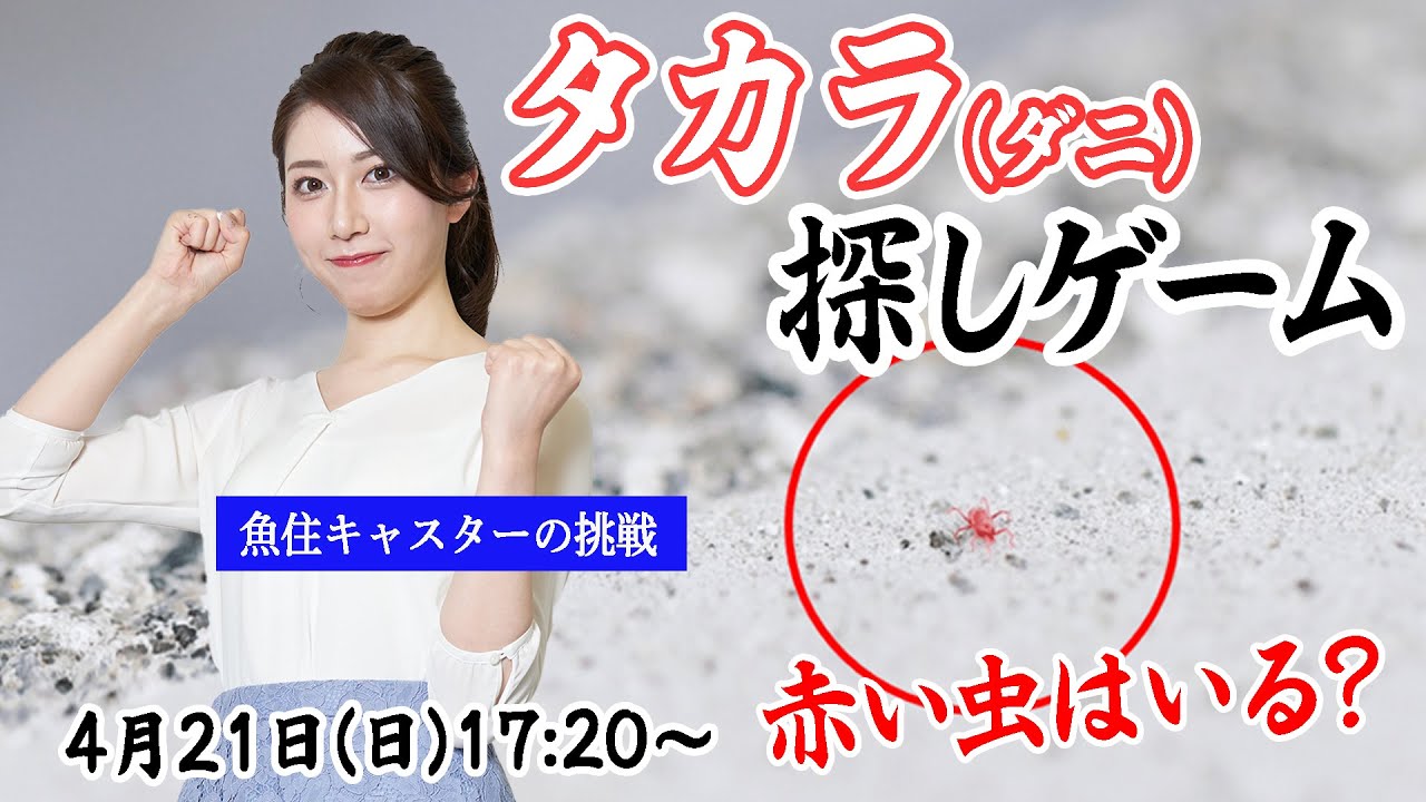 【赤い虫はいる？】タカラダニ探しゲーム 〜魚住茉由の挑戦〜