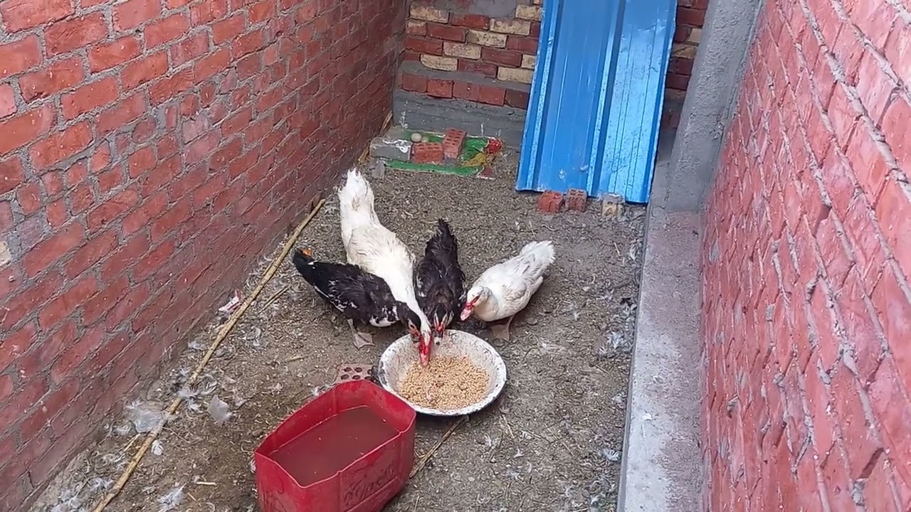 مفاجاءه 🙈عند البط بتاعنا 🦆❤