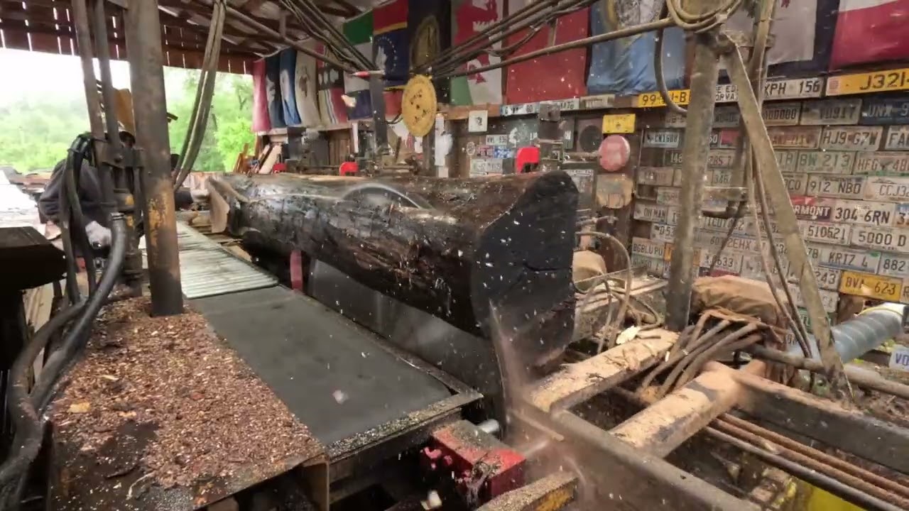 Sawing Walnut , Aspen & utility poles # 718