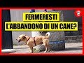 Fermeresti l'abbandono di un Cane? - [Esperimento Sociale] - theShow