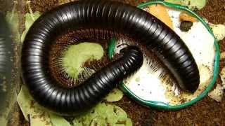Archispirostreptus gigas
