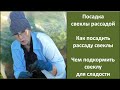 Посадка рассады свеклы | Как посадить свеклу рассадой | Чем подкормить свеклу для сладости.