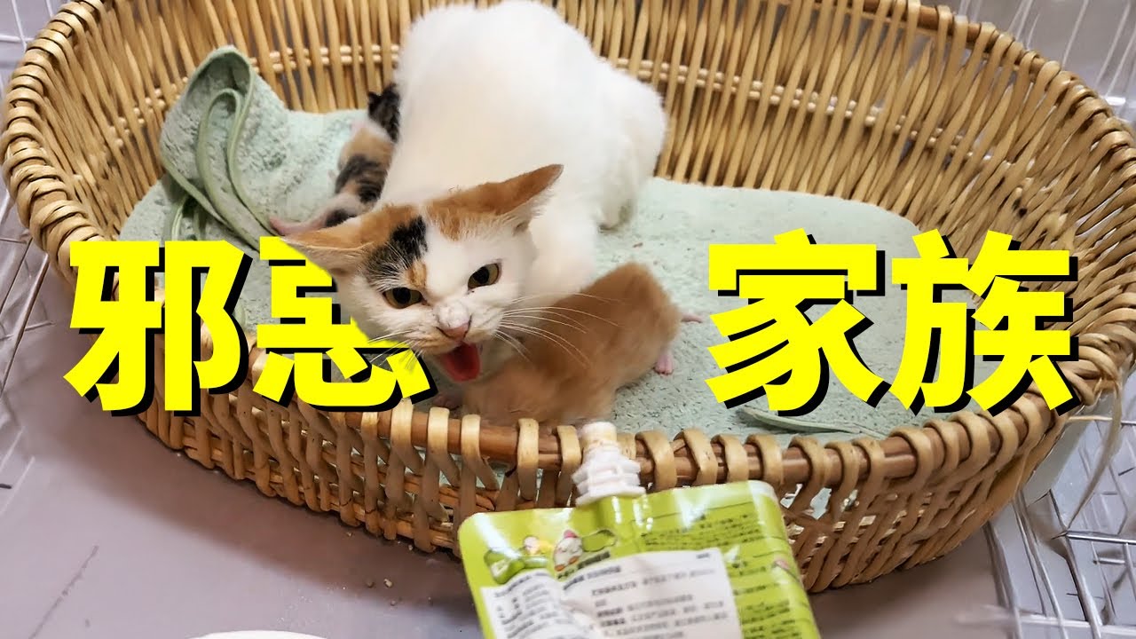 收養了一隻流浪貓媽媽，沒想到是個爆脾氣...