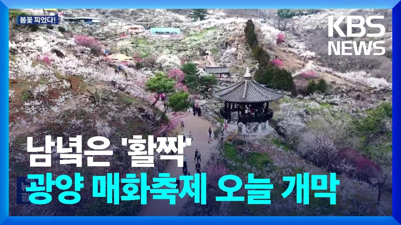 남녘은 벌써 꽃 잔치…광양 매화축제 개막 / KBS  2024.03.08.