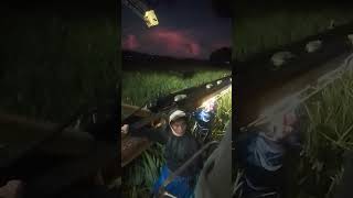 night shift of harvesting pine apple,