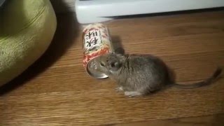 絶対に隙間に入りたいデグーvs絶対に入らせたくない飼い主【デグー　degu】
