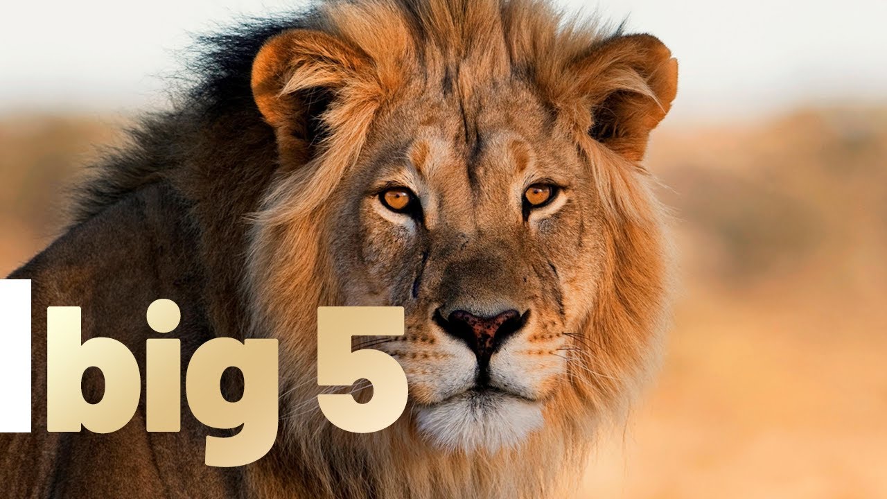 Top 5 Most POWERFUL African Animals You Need to See