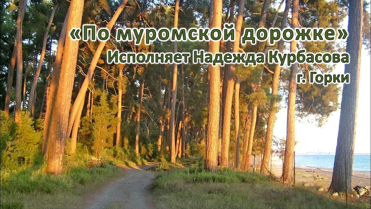 на муромской дорожке стояли три слушать. по муромской дорожке песня. на муромской дорожке стояли 3 сосны. на муромской дорожке фильм. сосны на закате.