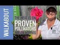 PVG Walkabout Garden Tour: 3 New Plant Collections from Proven Winners