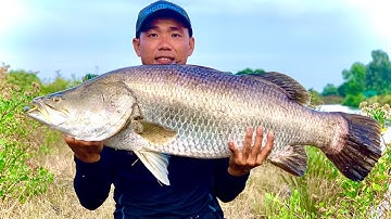 Câu Cá chẽm thiên nhiên lâu năm 14kg6 | màng lên cá đầy kịch tính