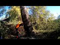 Dropping a big heavy leaning poplar tree with a bottle jack...