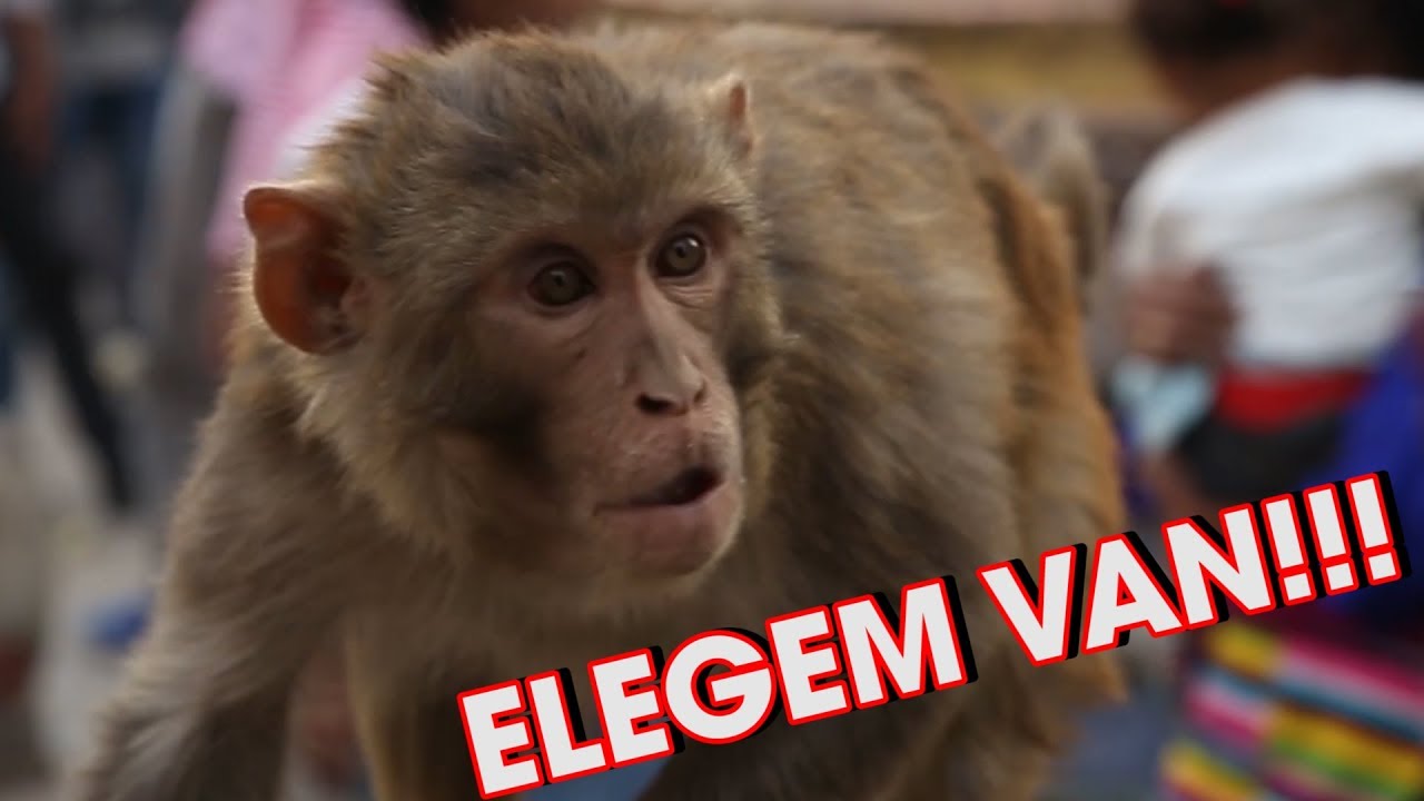 MÁR MEGINT MAJMOK!!!! | Nepál #1