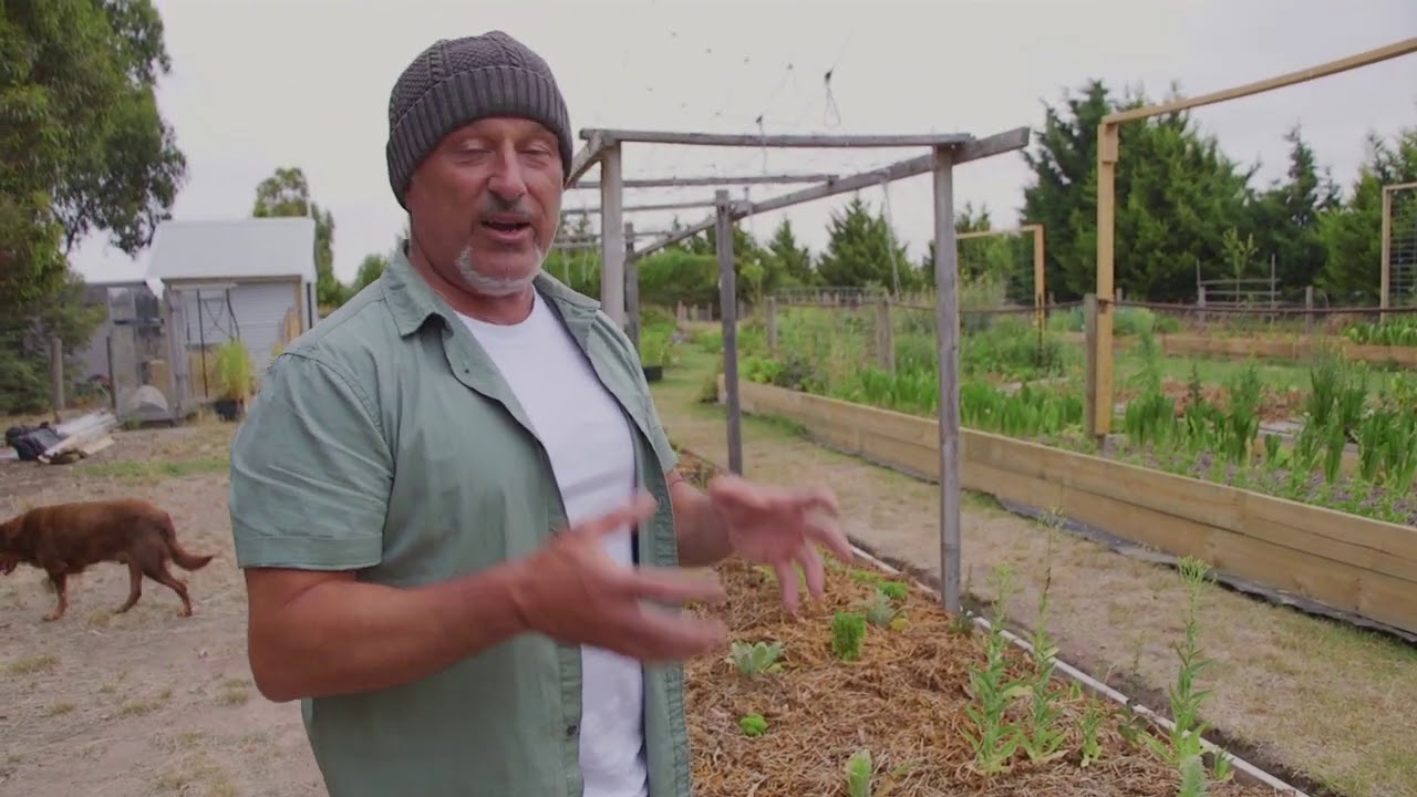 Sunburn Damage on Plants 