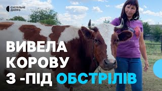 П’ять годин пішки вела корову: як жителька Новопавлівки рятувала своє господарство за 6км від фронту