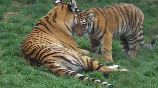 Zoo Hannover: Sibirische Tiger -  Leopard - Eisb#r