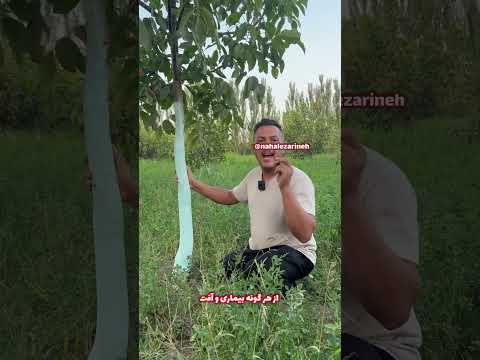 رنگ محافظت از تنه ای درخت بردوفیکس سفارش نهال ۰۹۱۴۱۸۳۰۶۷۱ ۰۹۱۴۲۷۲۰۶۷۱