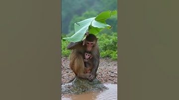 Mother monkey uses banana leaves to avoid from the rain #wildanimals #animals #wildlife #monkey