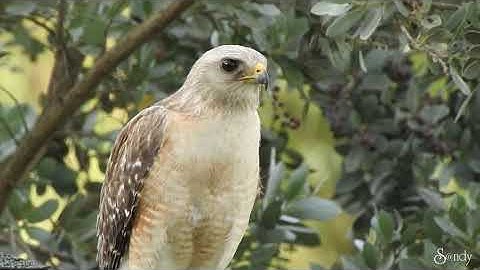 Red-Shouldered Hawk mobbed by Mockingbirds