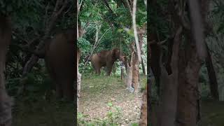 Yaaruda neenga enna eanda attack panna variegated 🫣