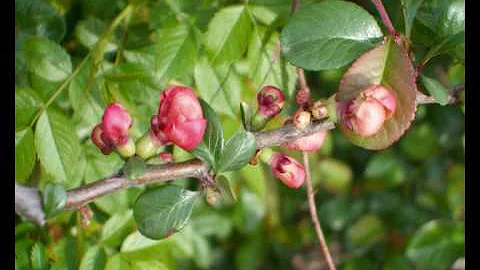 Co je syndrom diabetické nohy?