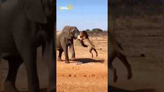 Elephant flips lion in a deadly showdown #wildlife #savage #savannah