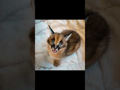 Baby Floppa returns!