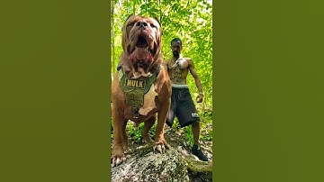 Monster Pitbull vs Kangal #dog #americanbully #pitlove #dogbreed #pitbullegatos #dragonspitkennel