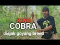 KING COBRA YANG MERESAHKAN WARGA