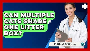 Can Multiple Cats Share One Litter Box? - PetGuide360.com